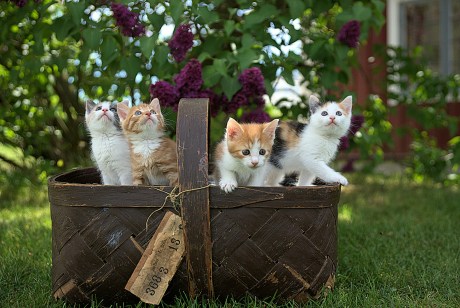 Is The Cat Season Here? MEW Hits $1 Billion Market Cap After New ATH