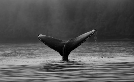 ‘ADA Wave Is Coming’: Cardano Whales Go On Buying Spree As Price Attempts Breakout