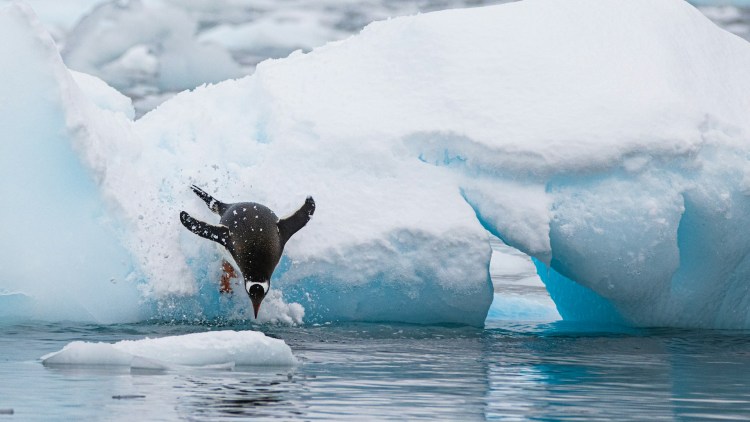 PENGU Leads Top Memecoin List Amid 20% Daily Surge – What’s Behind The Rally?